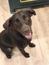 Found/Stray Female Dog last seen Spearman/cherokee road , Anderson County, SC 29697