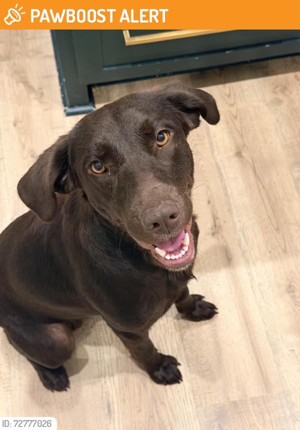 Found/Stray Female Dog last seen Spearman/cherokee road , Anderson County, SC 29697