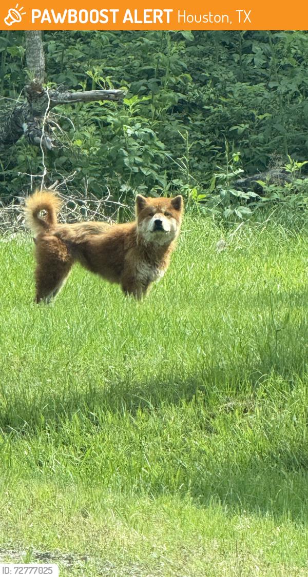 Found/Stray Unknown Dog last seen West airport - Temple, Houston, TX 77084