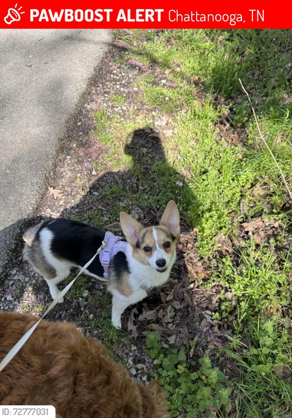 Lost Female Dog last seen Old mission road, Chattanooga, TN 37411