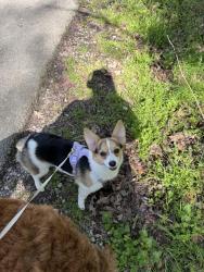 Lost Female Dog last seen Old mission road, Chattanooga, TN 37411