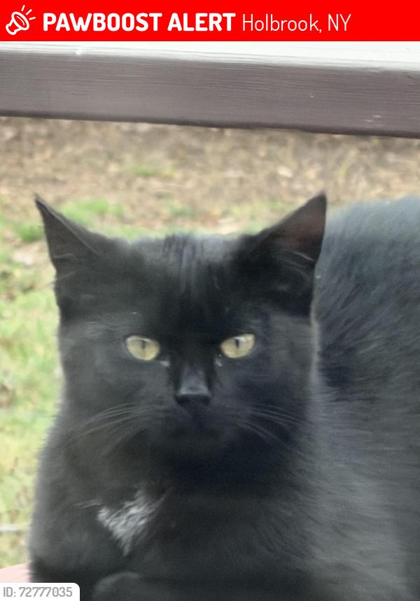 Lost Female Cat last seen In Total Pet Care parking lot  Broadway ave, Holbrook, NY 11741