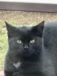 Lost Female Cat last seen In Total Pet Care parking lot  Broadway ave, Holbrook, NY 11741