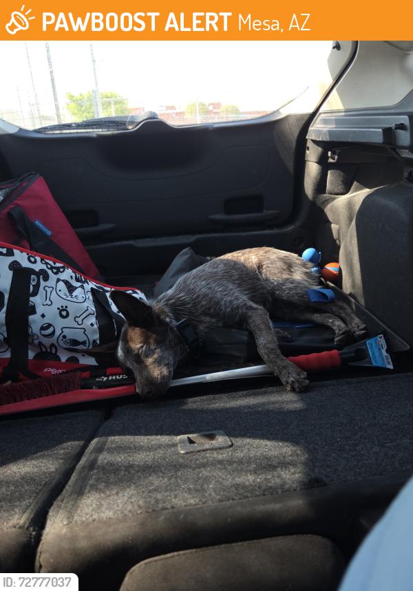 Found/Stray Male Dog last seen E 2nd St and N Horne St , Mesa, AZ 85203