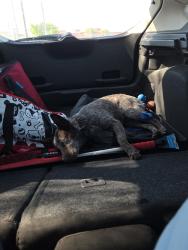 Found/Stray Male Dog last seen E 2nd St and N Horne St , Mesa, AZ 85203