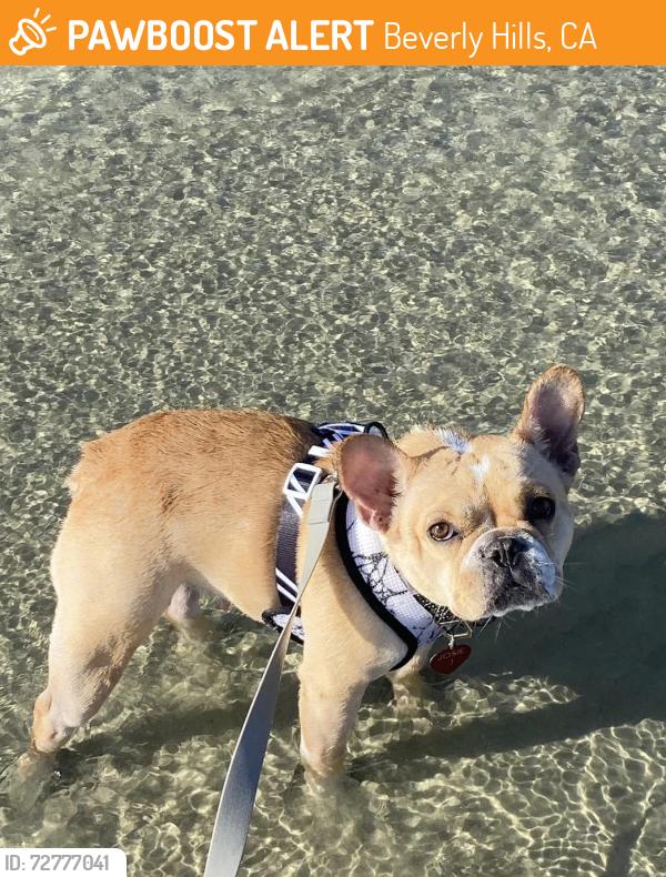 Found/Stray Male Dog last seen Beverly Hills, CA , Beverly Hills, CA 90211