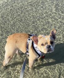 Found/Stray Male Dog last seen Beverly Hills, CA , Beverly Hills, CA 90211