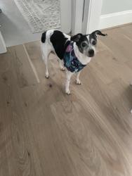 Lost Female Dog last seen Chair Road and Hansa Drive, Castle Hayne, NC 28429