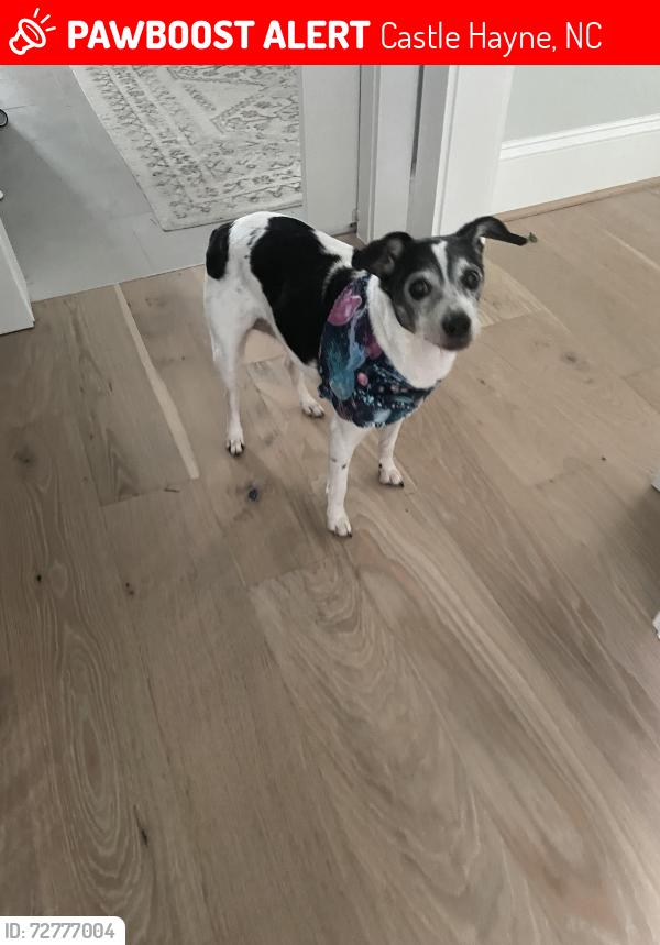 Lost Female Dog last seen Chair Road and Hansa Drive, Castle Hayne, NC 28429