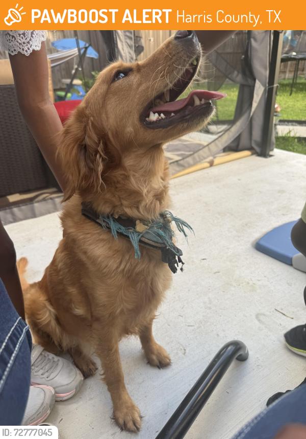 Found/Stray Female Dog last seen Foxwood Community , Harris County, TX 77338