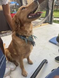 Found/Stray Female Dog last seen Foxwood Community , Harris County, TX 77338