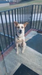 Found/Stray Male Dog last seen Bluefield, Lexington South Carolina , Lexington County, SC 29073