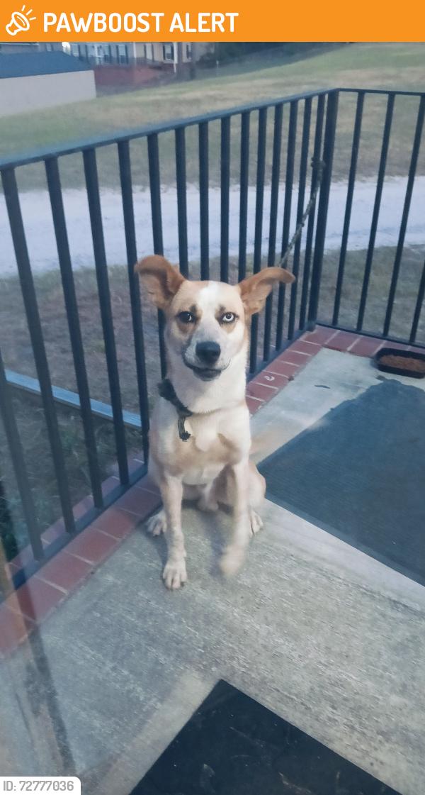 Found/Stray Male Dog last seen Bluefield, Lexington South Carolina , Lexington County, SC 29073