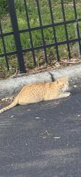 Found/Stray Unknown Cat last seen Colombia avenue and John Young Parkway, Kissimmee, FL 34741