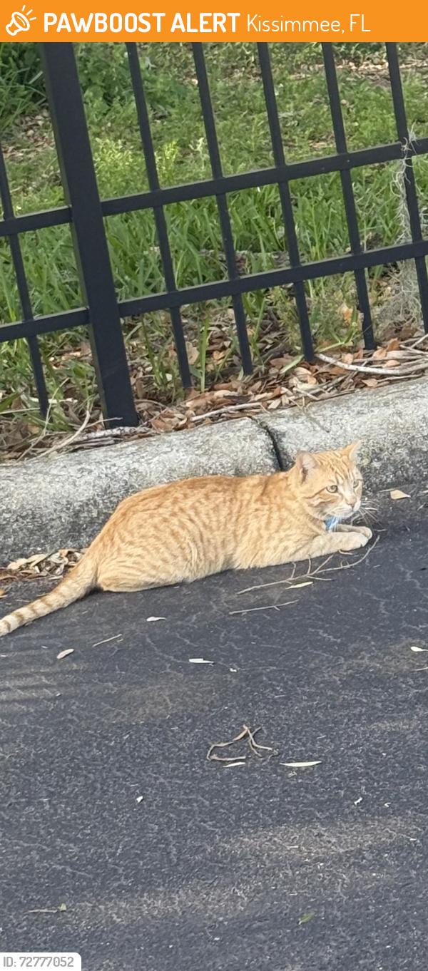 Found/Stray Unknown Cat last seen Colombia avenue and John Young Parkway, Kissimmee, FL 34741