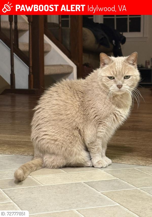 Lost Male Cat last seen Idylwood Station Ln & Idylwood Rd, Idylwood, VA 22043