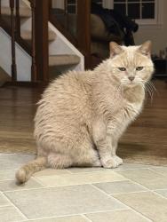Lost Male Cat last seen Idylwood Station Ln & Idylwood Rd, Idylwood, VA 22043