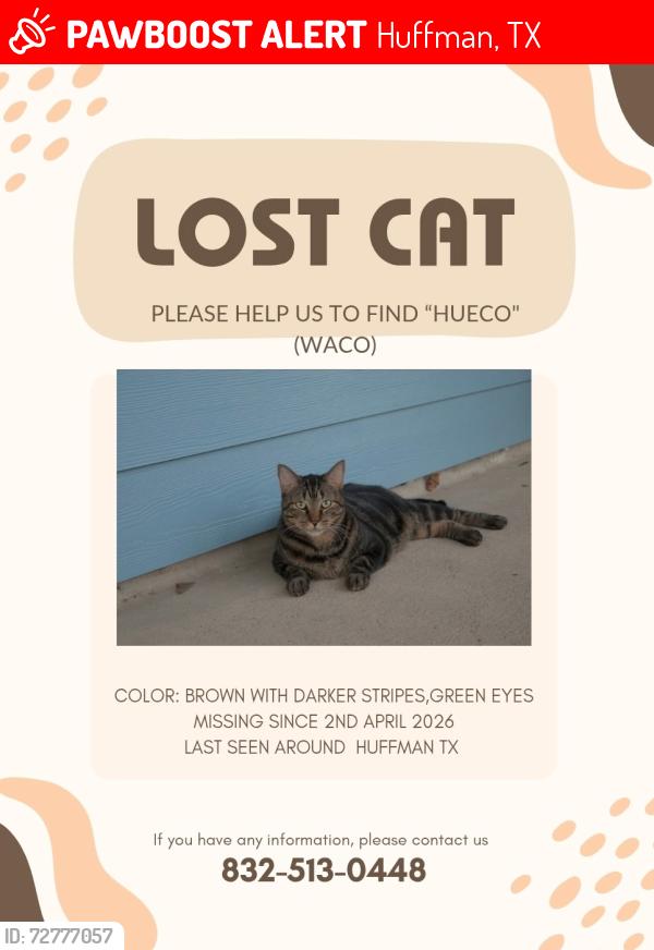 Lost Female Cat last seen Near hwy, Huffman, TX 77336