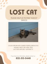 Lost Female Cat last seen Near hwy, Huffman, TX 77336