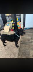 Lost Female Dog last seen California st inson Tx , Dickinson, TX 77539