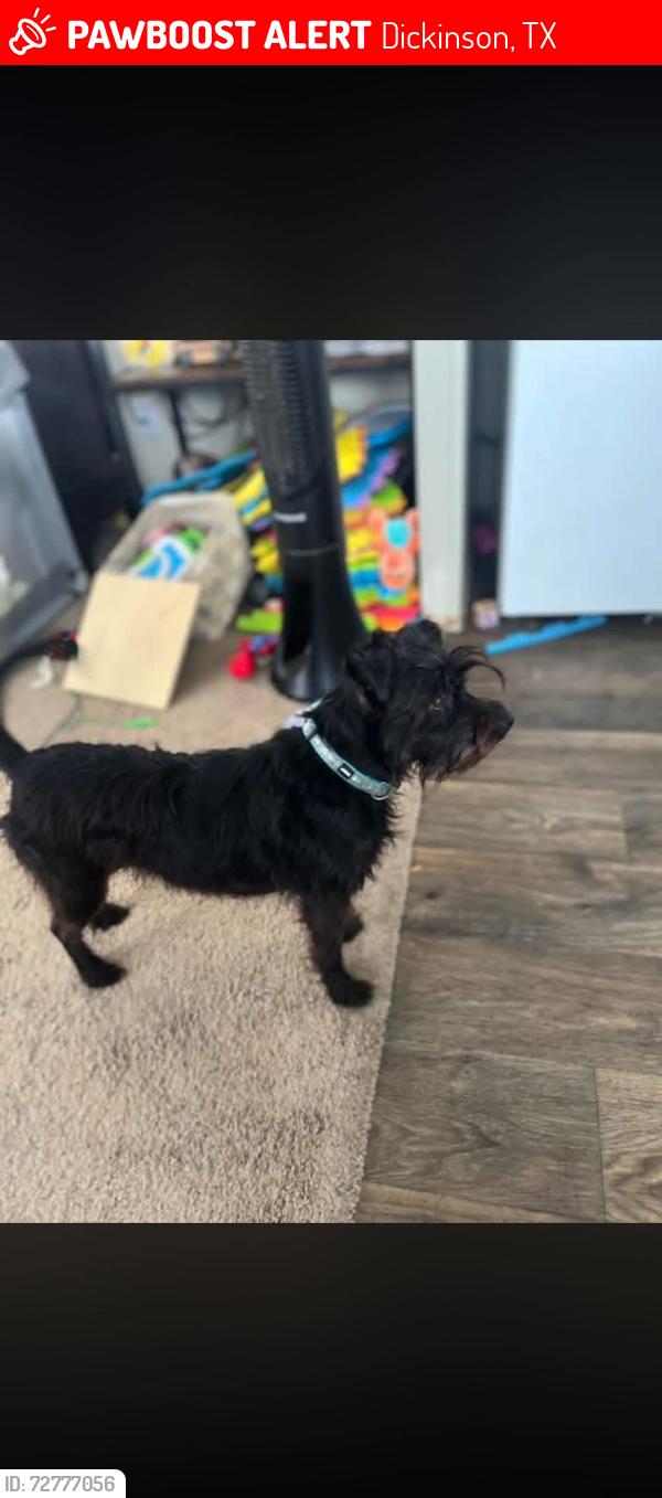 Lost Female Dog last seen California st inson Tx , Dickinson, TX 77539