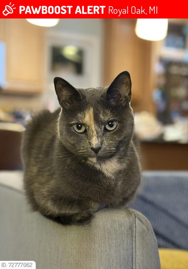Lost Female Cat last seen Campbell & Gardenia, Royal Oak, MI 48067