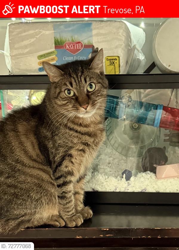 Lost Male Cat last seen Garfield & somerton , Trevose, PA 19053