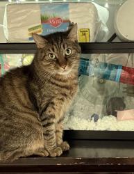 Lost Male Cat last seen Garfield & somerton , Trevose, PA 19053