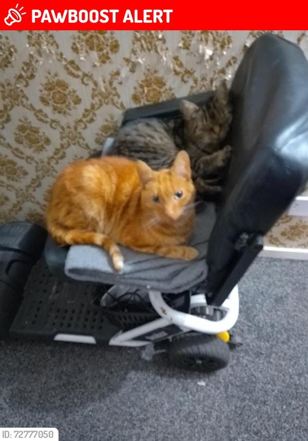 Lost Male Cat last seen The Talbot Pub, close to Cemetery Road, Shorpe , North Lincolnshire, England DN16