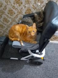 Lost Male Cat last seen The Talbot Pub, close to Cemetery Road, Shorpe , North Lincolnshire, England DN16