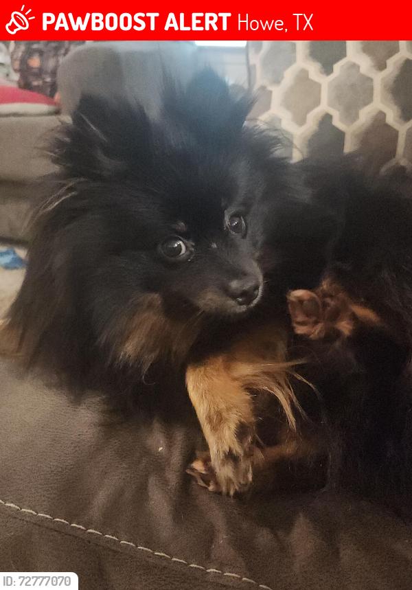 Lost Male Dog last seen Howe Tx on Branch Street, Howe, TX 75459