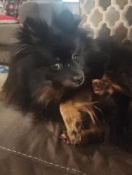 Lost Male Dog last seen Howe Tx on Branch Street, Howe, TX 75459