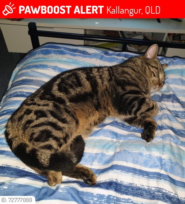 Lost Male Cat last seen Winter Rd Kallangur, Kallangur, QLD 4503