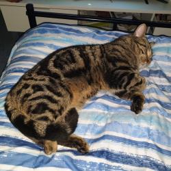 Lost Male Cat last seen Winter Rd Kallangur, Kallangur, QLD 4503