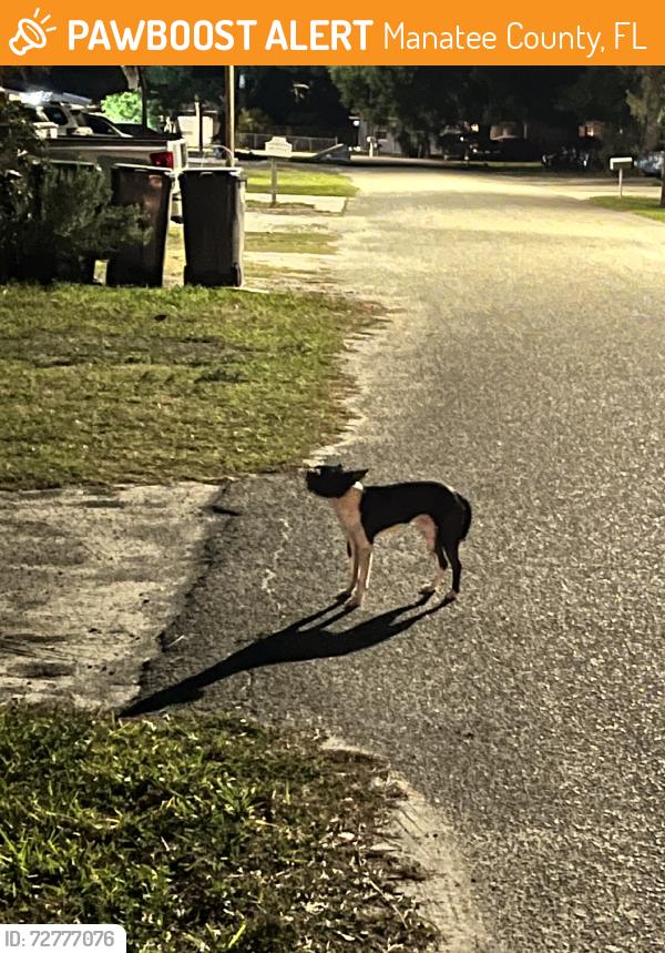 Found/Stray Male Dog last seen Storage Zone Self Storage, Manatee County, FL 34203