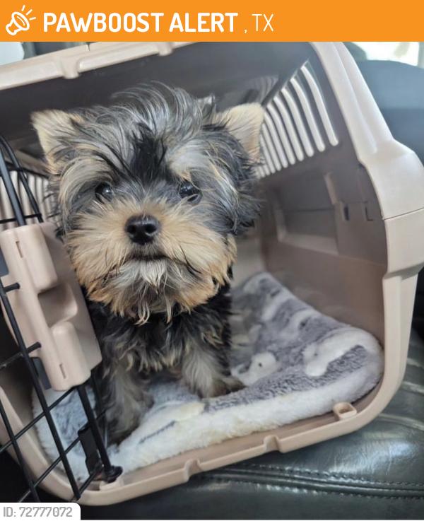 Found/Stray Male Dog last seen Texas tx , Winters, TX 79567