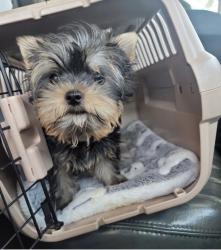 Found/Stray Male Dog last seen Texas tx , Winters, TX 79567