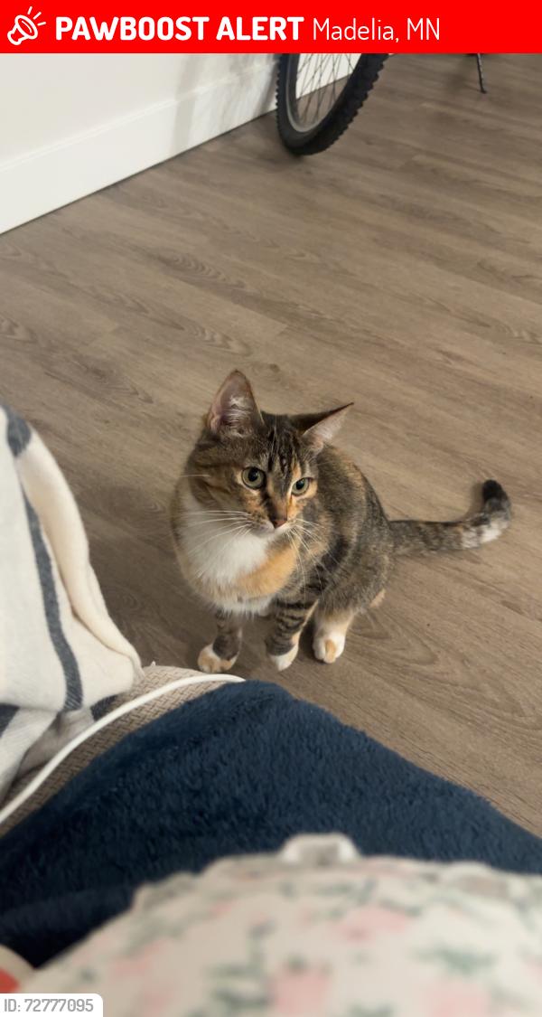 Lost Female Cat last seen Near w main st , Madelia, MN 56062