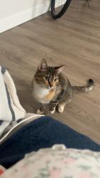Lost Female Cat last seen Near w main st , Madelia, MN 56062