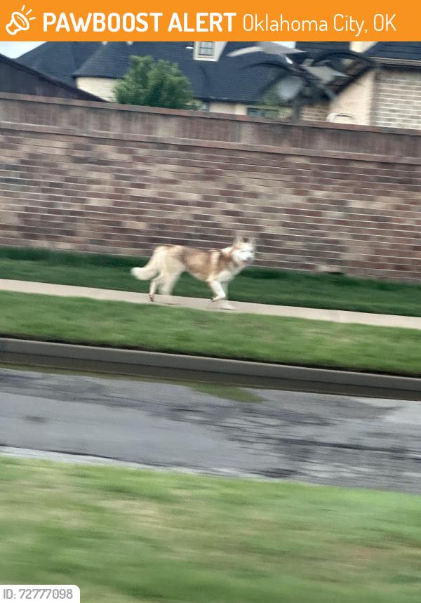 Found/Stray Unknown Dog last seen Council and Memorial , Oklahoma City, OK 73142