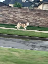 Found/Stray Unknown Dog last seen Council and Memorial , Oklahoma City, OK 73142