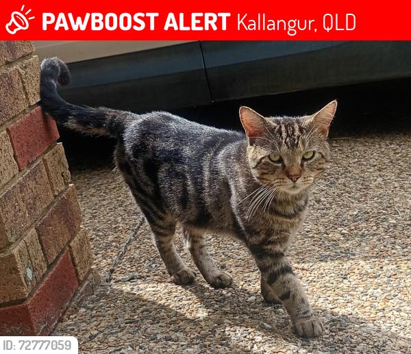 Lost Male Cat last seen winter rd kallangur, Queensland , Kallangur, QLD 4503