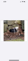 Found/Stray Unknown Dog last seen Near Crows Nest Lane, Danbury, Danbury, CT 06810