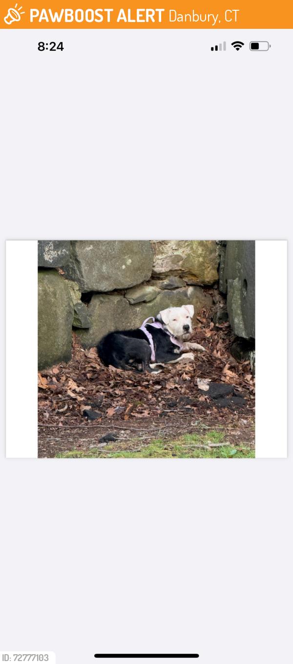 Found/Stray Unknown Dog last seen Near Crows Nest Lane, Danbury, Danbury, CT 06810