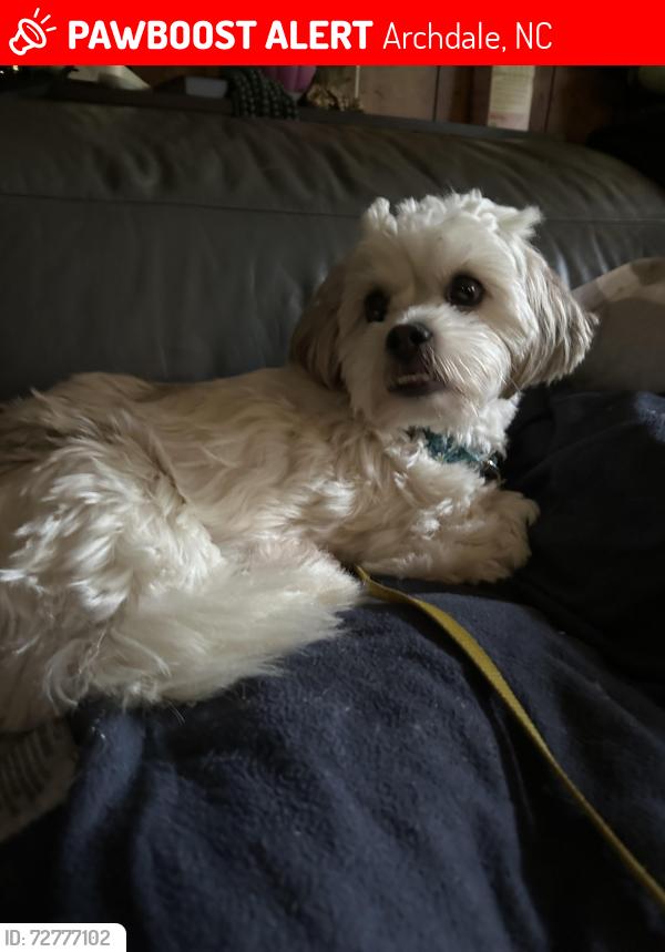 Lost Female Dog last seen Havenwood Dr. and Lake Dr. Archdale NC, Archdale, NC 27263