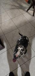 Lost Male Dog last seen 25th in front of Lawnwood hosp , Fort Pierce, FL 34950