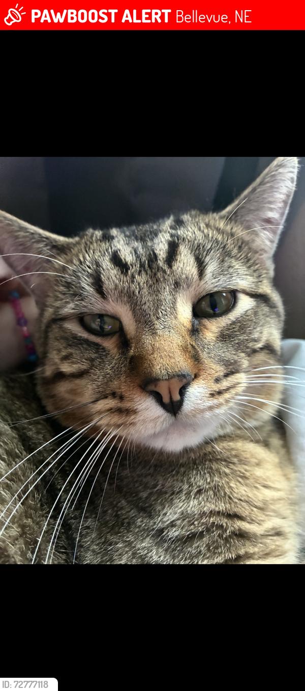 Lost Male Cat last seen Chandler Pointe, Bellevue, NE 68005