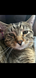Lost Male Cat last seen Chandler Pointe, Bellevue, NE 68005