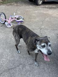 Found/Stray Female Dog last seen Pershing, Lufkin, TX 75904