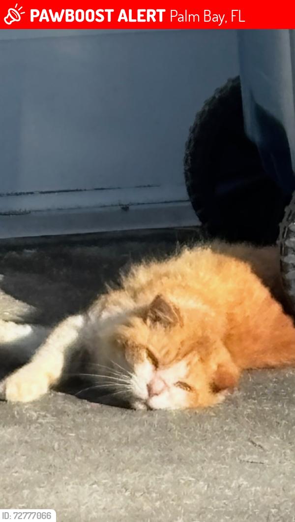 Lost Male Cat last seen Gladiola and airview, Palm Bay, FL 32907